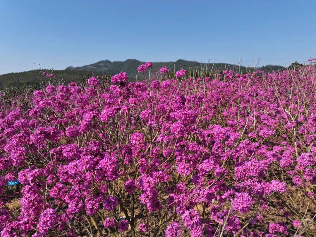 江門這些粉色花海，開了！趕快Mark住收藏→