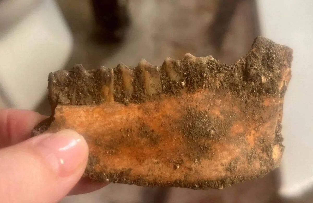 原創夫妻買下房產裝修，掀開地板竟發現83具遺體