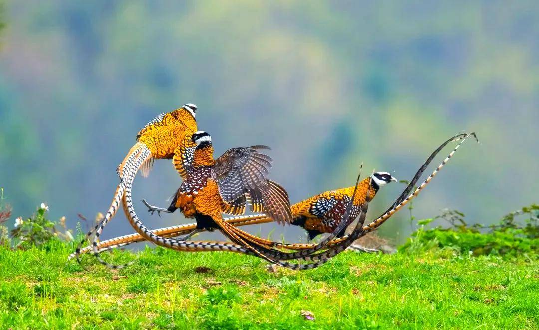 國際旅遊攝影網2026年國內外攝影路線全景指南