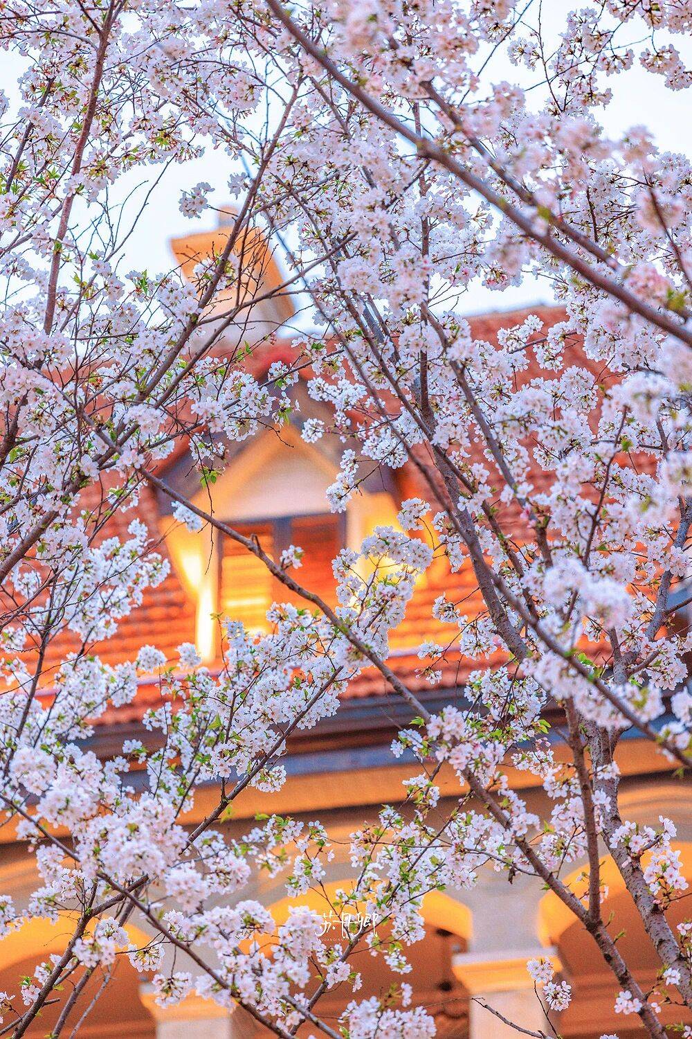 原創武漢賞櫻攻略請收藏！除了武大和東湖，還有這些免費打卡地哦