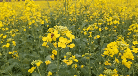 收藏！泉州春日賞花去哪裡？花期+地址全攻略