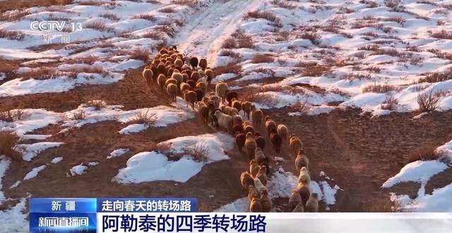 20萬餘頭牛羊“搬家”進行中 阿勒泰春季轉場有多壯觀