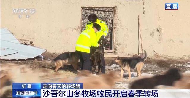 20萬餘頭牛羊“搬家”進行中 阿勒泰春季轉場有多壯觀