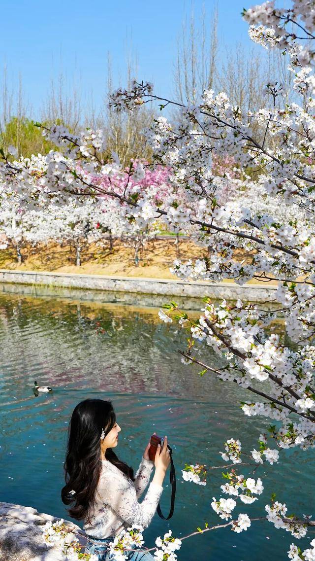春日限定屏保，轉發收藏