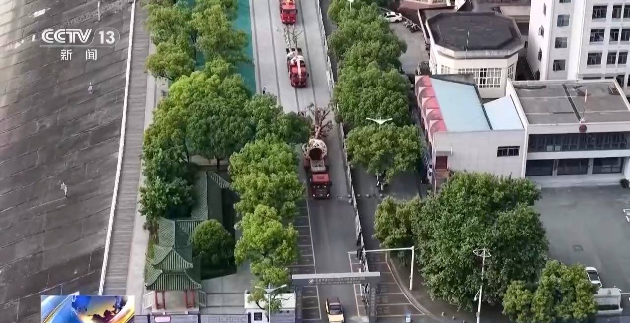葛洲壩黃葛樹搬家記，900餘棵大樹已有“新去處”