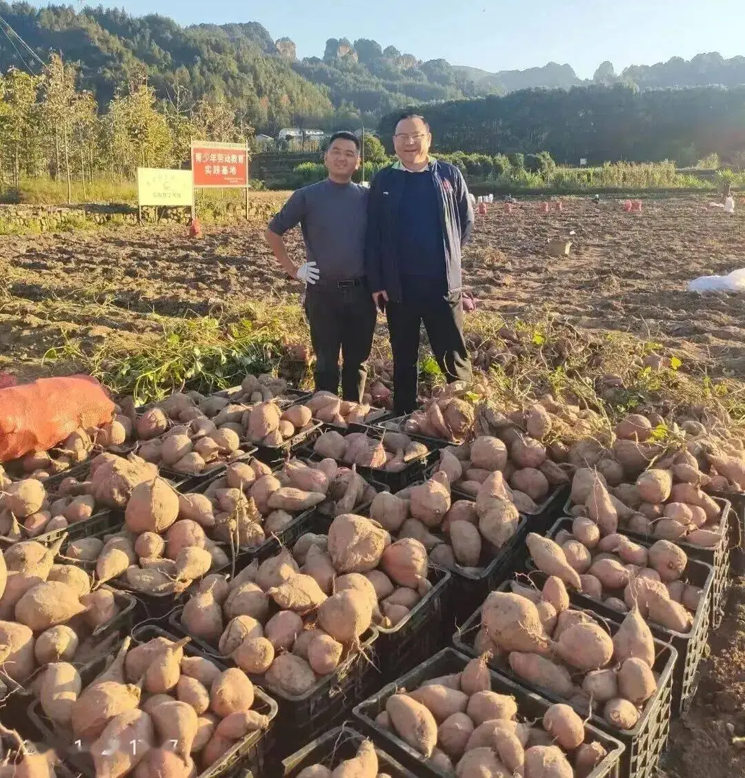科技賦能興產業“小揹簍”助農共富路