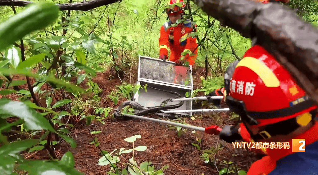 嚇人！眼鏡王蛇死守雲南一茶地，消防員緊急出動搜尋，蛇身底下竟壓著……