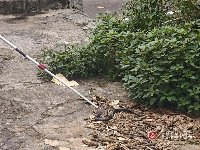毒蛇盤踞農家院落 長底派出所民警快速處置化險為夷
